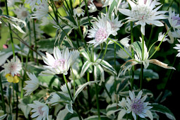 Walter Blom Plants B.V. - Astrantia Sparkling Stars&trade; Diamond 