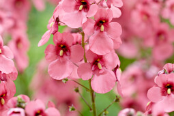 Walter Blom Plants B.V. - Diascia personata Hopleys
