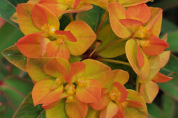 Walter Blom Plants B.V. - Euphorbia Embers Glow