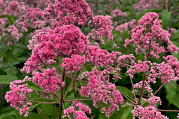 Walter Blom Plants B.V. - Eutrochium Jo Jo