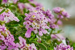 Walter Blom Plants B.V. - Iberis Magical&reg; Summer Vibes