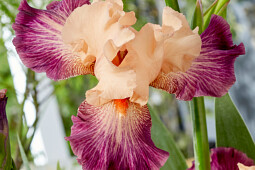 Walter Blom Plants B.V. - Iris germanica Rose de Perse