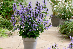 Walter Blom Plants B.V. - Nepeta Magical&reg; Mister Blue Sky