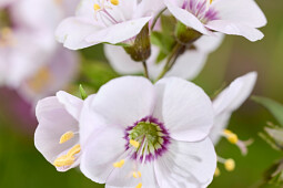Walter Blom Plants B.V. - Polemonium Violet Heart