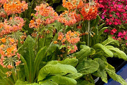 Walter Blom Plants B.V. - Primula Candlelight