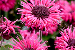 Walter Blom Plants B.V. - Monarda elegant&trade; Rose