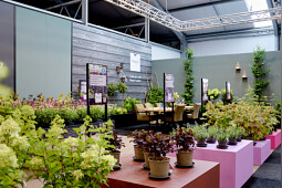 Kolster - Kolster's brand Magical Garden Plants shows 14 novelties