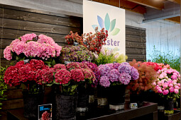 Kolster - Kolster's brand Magical Cut Flowers shows its collection of cut shrubs, cut flowers and peonies