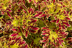 Plants for Europe - Coleus scutellarioides Gothica&trade; series  
