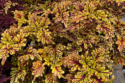 Plants for Europe - Coleus scutellarioides Gothica&trade; series  