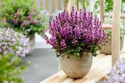 Plants for Europe - Ajuga reptans Midnight Mystery (ABFG0413A)