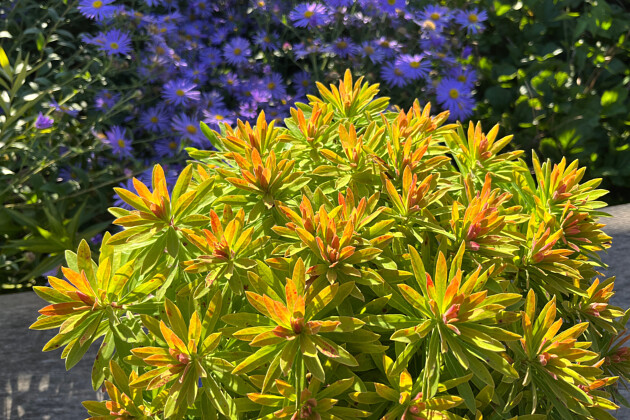 Plants for Europe - Euphorbia martinii Walberton&rsquo;s&reg; Little Treasure&reg; (WALEULITR)