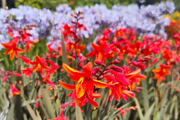 Plants for Europe - Crocosmia hybrid Bressingham Dark Fire (GHFo1)