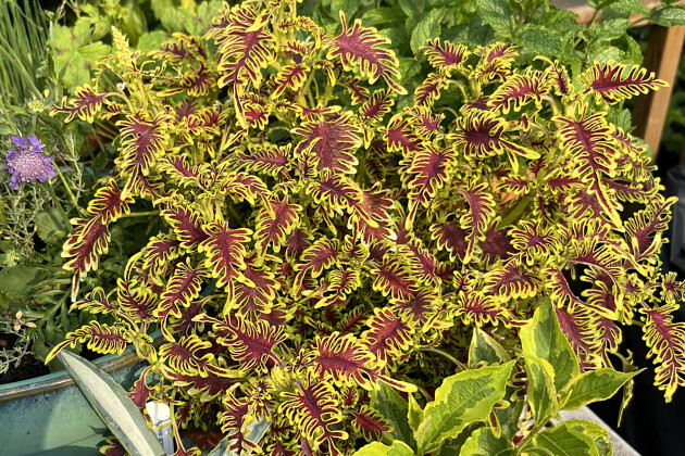 Plants for Europe - Coleus scutellarioides Skeletal&reg;