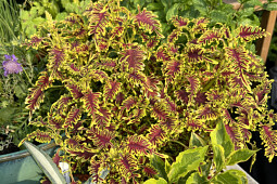 Plants for Europe - Coleus scutellarioides Skeletal&reg;