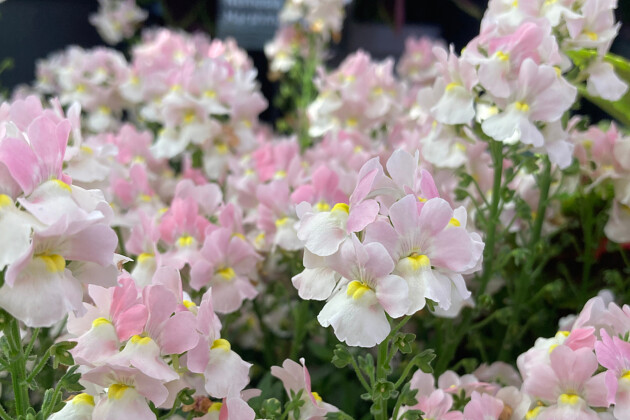 Plants for Europe - Nemesia foetens Marshmallow