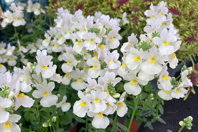 Plants for Europe - Nemesia foetens Wisley Vanilla
