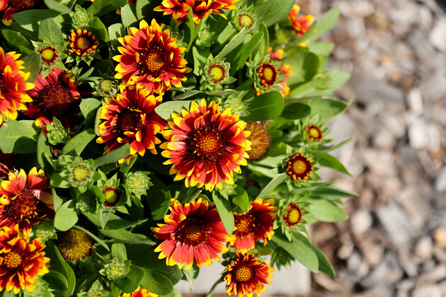Danziger - Imperial plants - GUSTO&trade; SWIFT SAFFRON | Gaillardia hybrida