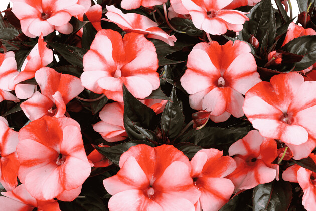Danziger - Imperial plants - SOL LUNA&trade; ORANGE DUET | Impatiens hybrid