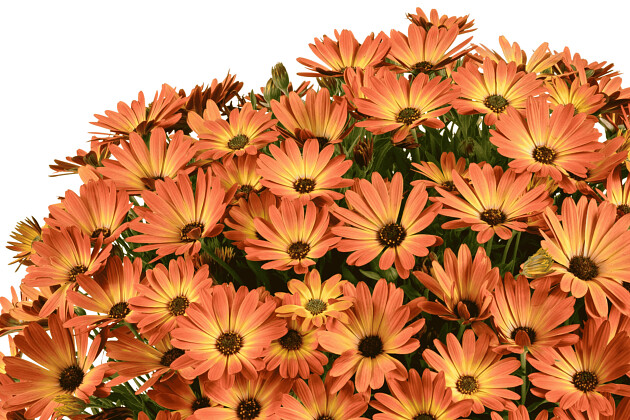 Danziger - Imperial plants - BESTIES&trade; BRILLIANT BRONZE | Osteospermum ecklonis