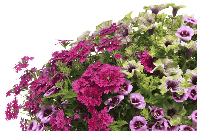 Danziger - Imperial plants - DURABELLA AMAZONAS ENERGY&trade;