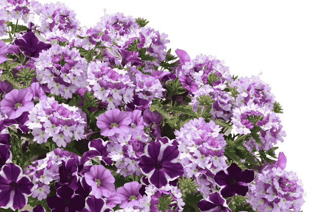 Danziger - Imperial plants - DURABELLA LAKESIDE HAVEN&trade;