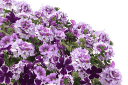 Danziger - Imperial plants - DURABELLA LAKESIDE HAVEN&trade;