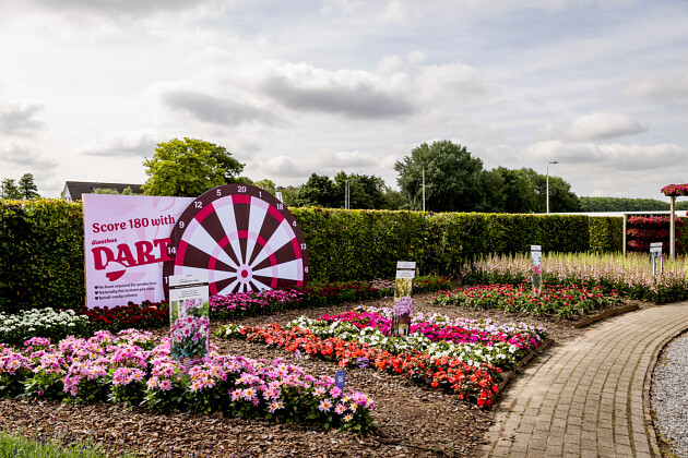 Florensis - Dianthus Dart show 2025