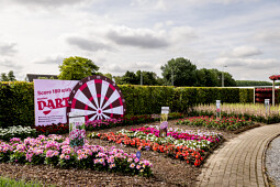 Florensis - Dianthus Dart show 2025