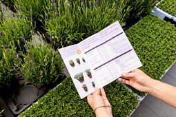 Florensis - Lavandula Lovers show 2025