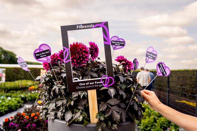 Florensis - Show 2025