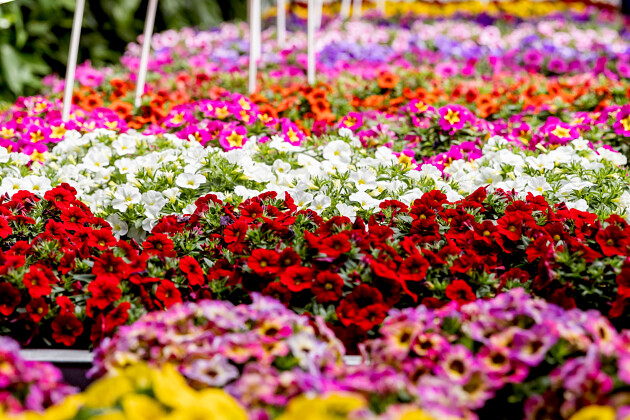 Florensis - Table presentation show 2025