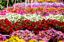 Florensis - Table presentation show 2025