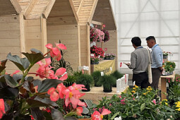 Benary - New Varieties at Benary 2025