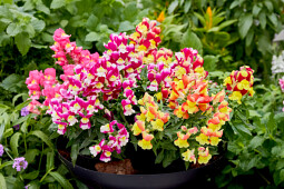 Hem Genetics - F1 Antirrhinum Snappy tricolor