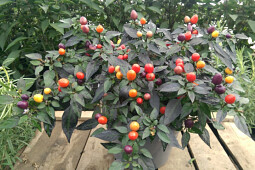 Hem Genetics - Capsicum annuum Colorito