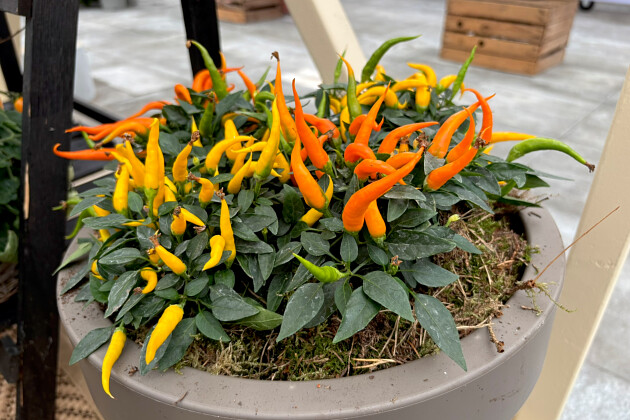 Hem Genetics - Capsicum annuum Manhattan