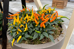 Hem Genetics - Capsicum annuum Manhattan