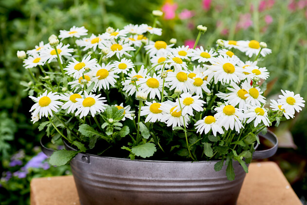 Hem Genetics - Leucanthemum Arctic Snow