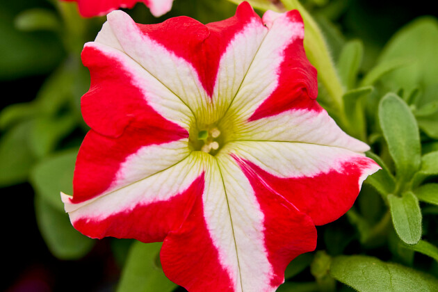 Hem Genetics - F1 Petunia Limbo red star