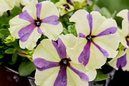 Hem Genetics - F1 Petunia Shake grapeberry