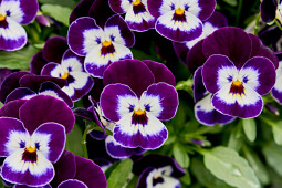 Hem Genetics - F1 Viola cornuta Corina Penguin