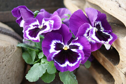 Hem Genetics - F1 Viola wittrockiana Cello violet face