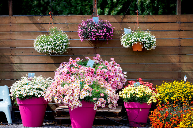 Suntory Flowers Europe