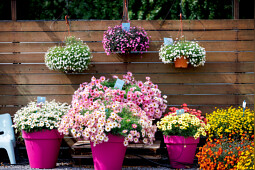 Suntory Flowers Europe