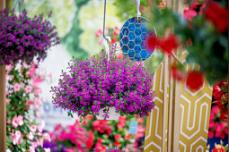 Suntory Flowers Europe