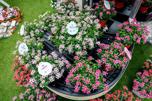 Suntory Flowers Europe