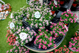 Suntory Flowers Europe