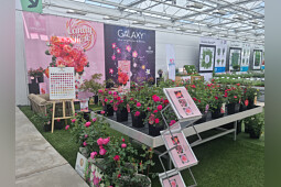 Meilland International - 2025 Flower Trials Meilland booth
