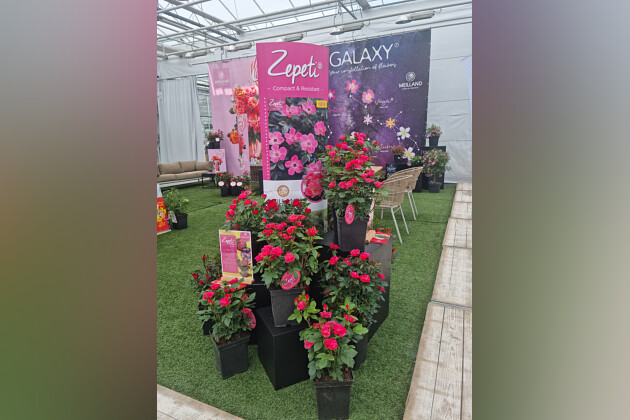 Meilland International - 2025 Flower Trials Meilland booth ZEPETI&reg;Pink Glow meissoniet